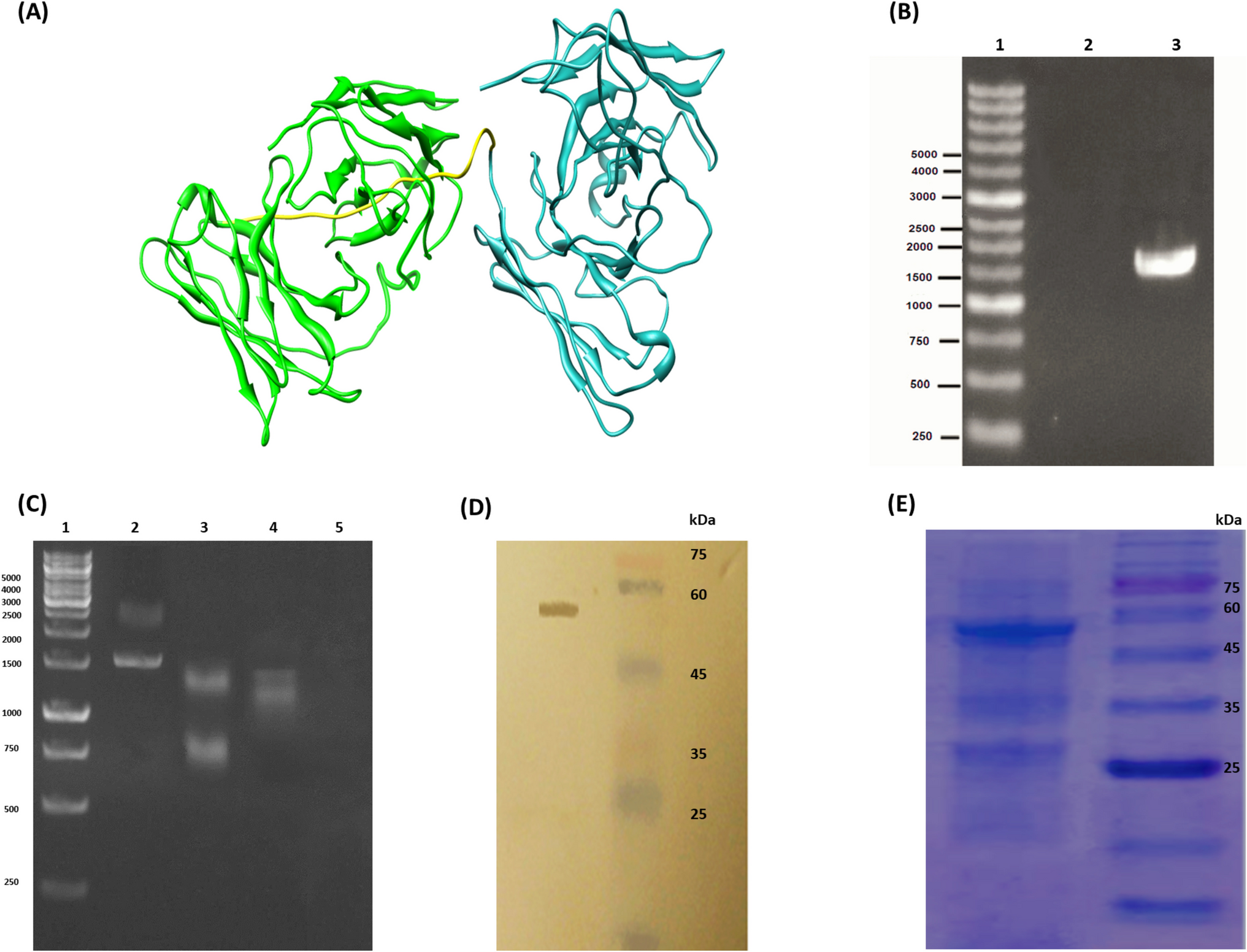 The recombinant anti-MET/EpCAM bispecific antibody fragment: a promising novel therapeutic approach for breast cancer treatment