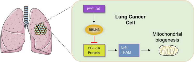 Peptide YY fragment PYY1-36 disrupts mitochondrial biogenesis via RBM43-dependent PGC-1α translation inhibition