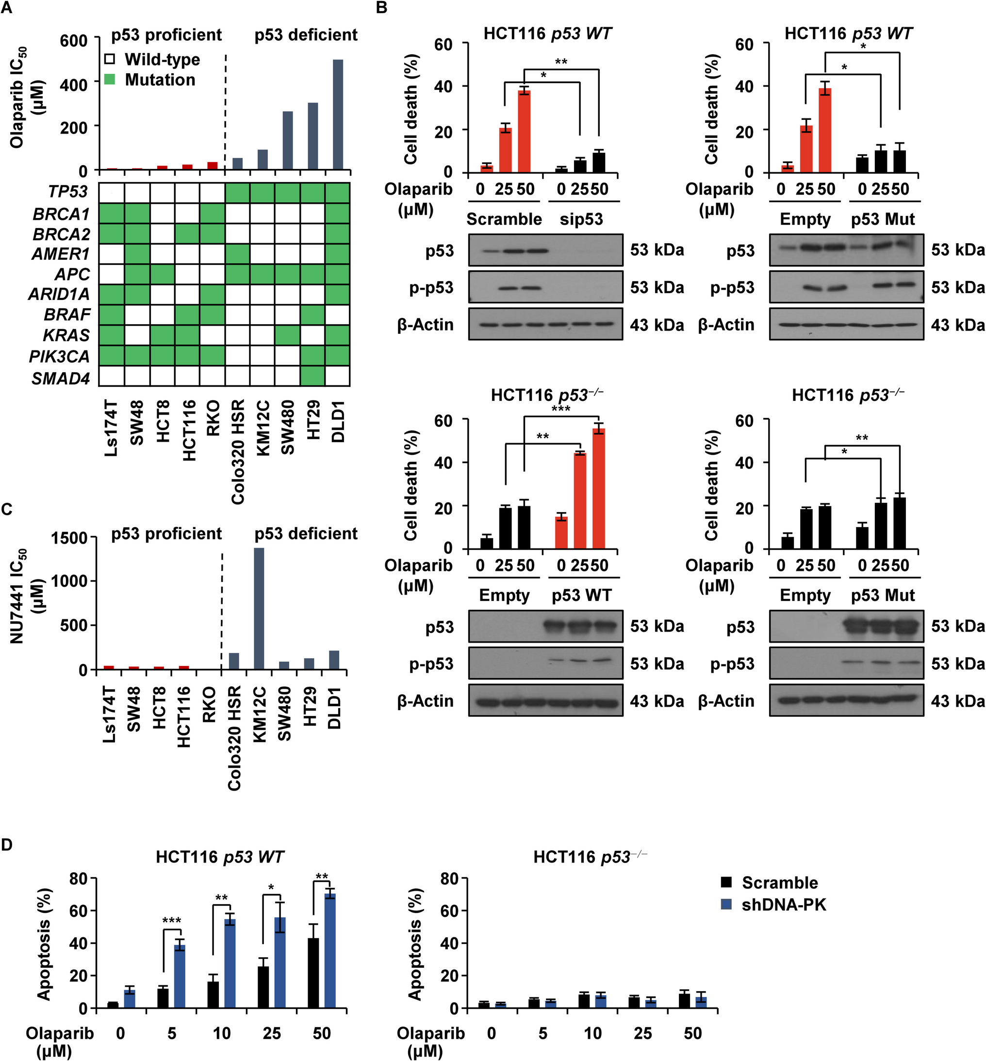 TP53 and DNA-PK as potential biomarkers for enhanced efficacy of Olaparib in colorectal cancer