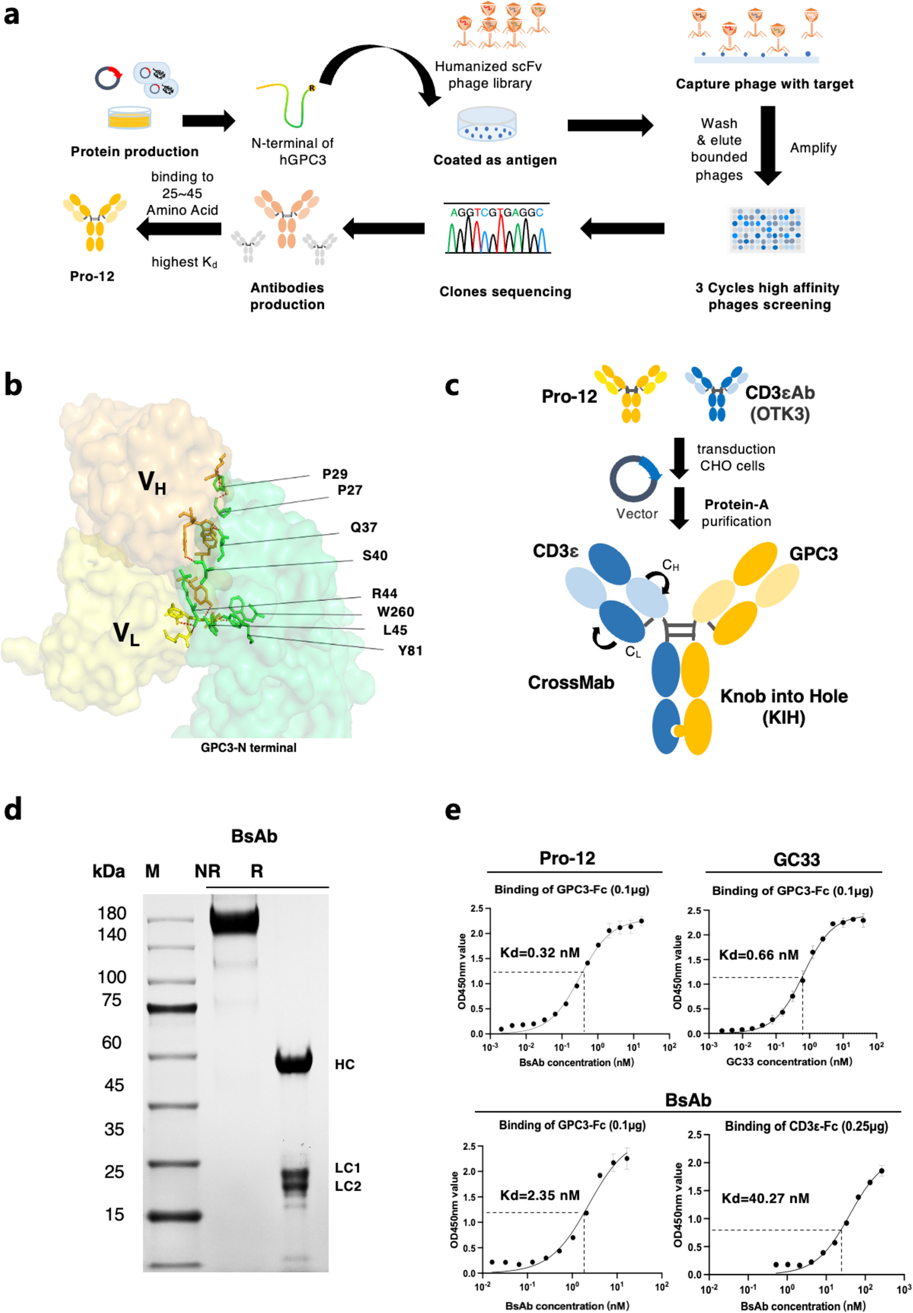 Novel GPC3 N-terminal bispecific antibody exhibits dual anti-tumor effect against tumor cells