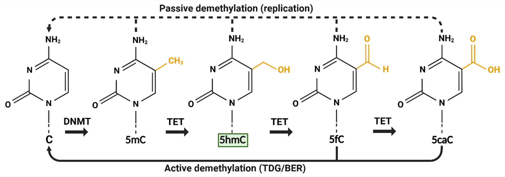 Cell identity and 5-hydroxymethylcytosine