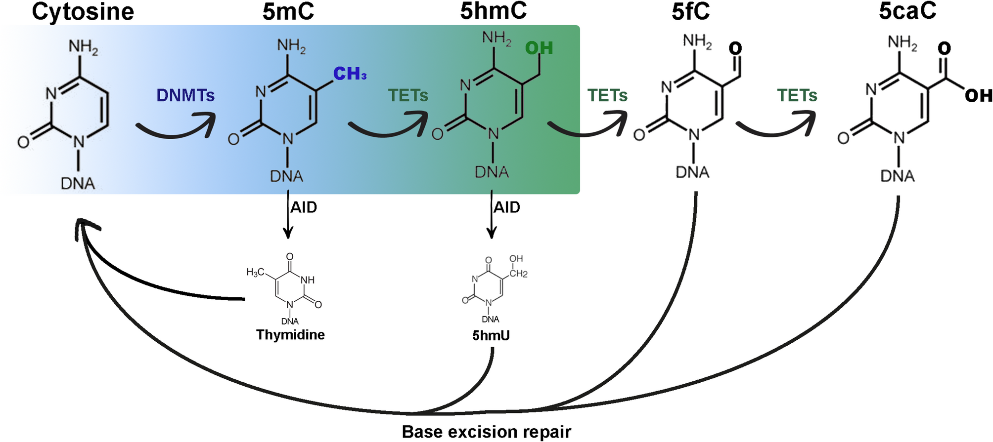 DNA methylation mechanisms in the maturing and ageing oocyte