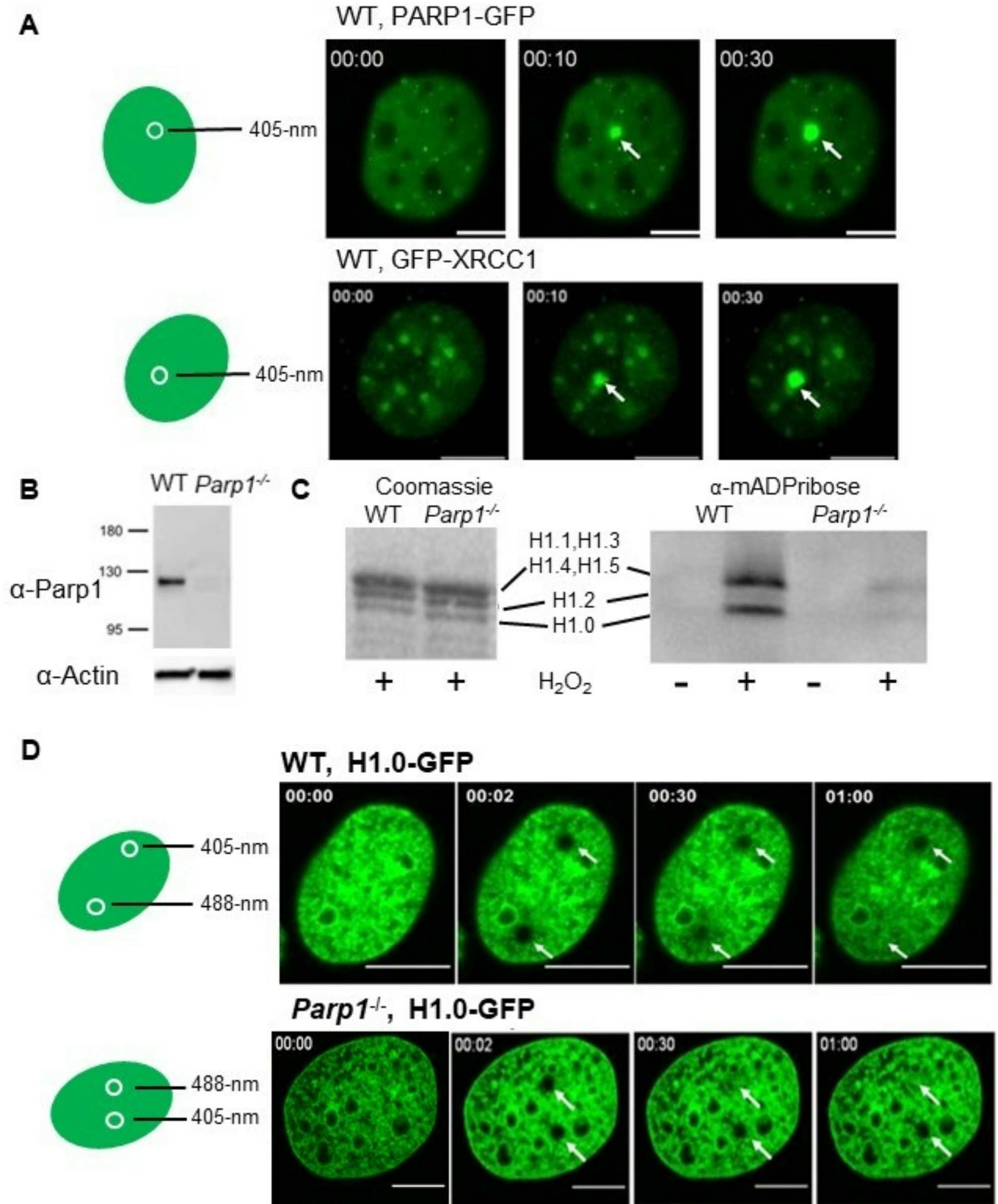 The linker histone chaperone Prothymosin α (PTMA) is essential for efficient DNA damage repair and the recruitment of PARP1