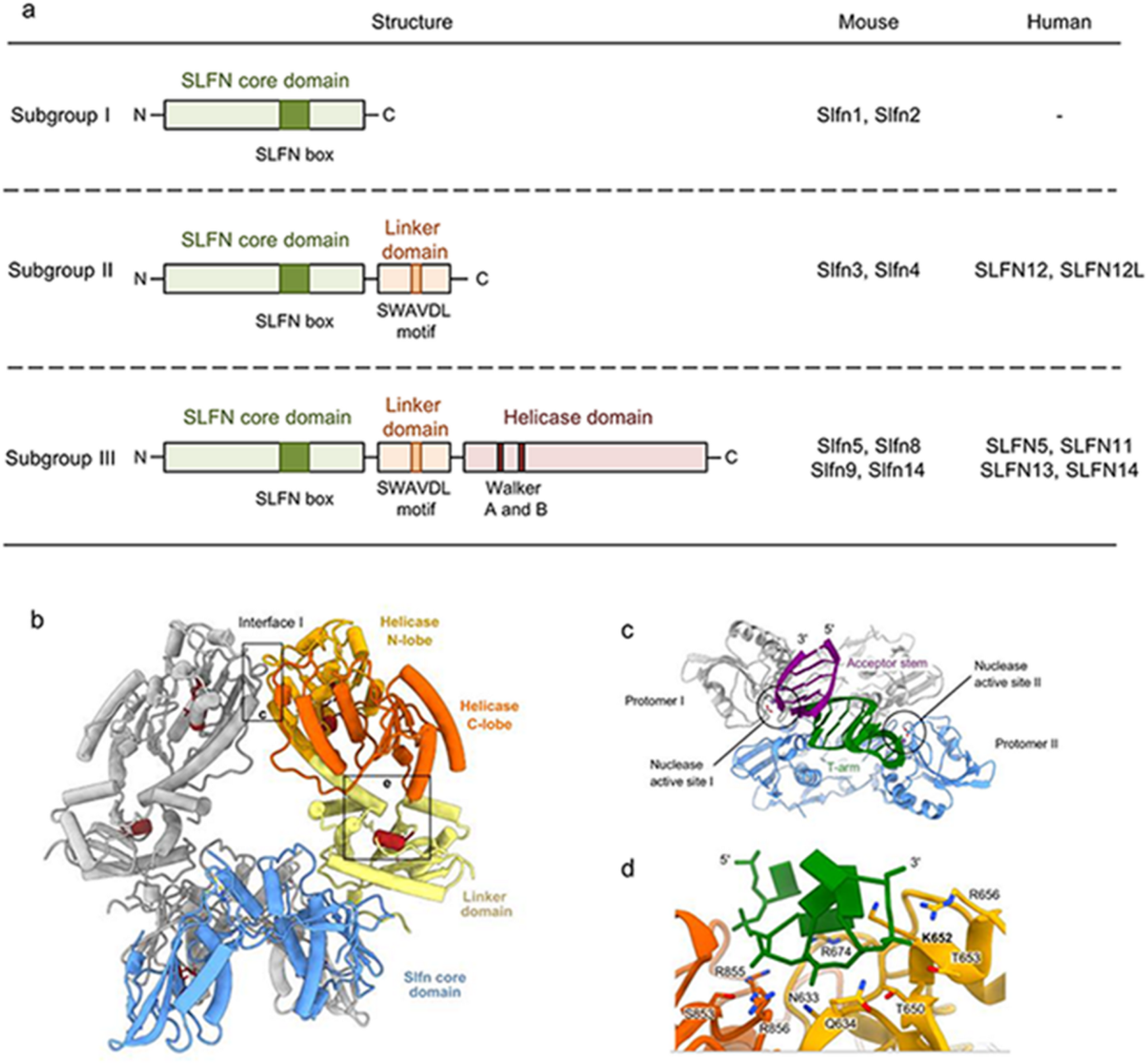 From predictive biomarker to therapeutic target: the dual role of SLFN11 in chemotherapy sensitivity