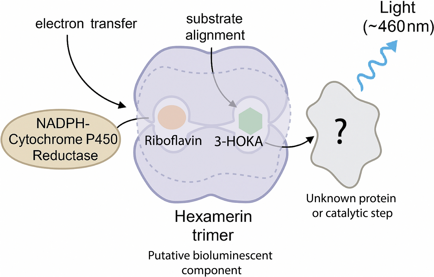 Decoding bioluminescence in Keroplatinae: computational insights from inverse virtual screening and the transcriptome of