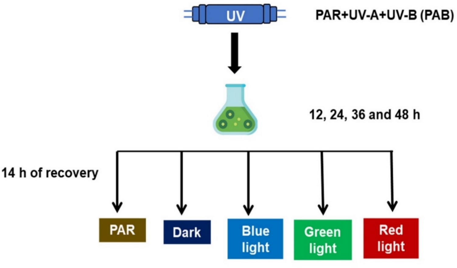Blue and red light significantly aid in the recovery of damaged cells of the cyanobacterium  sp. PCC 6803 exposed to ultraviolet radiation