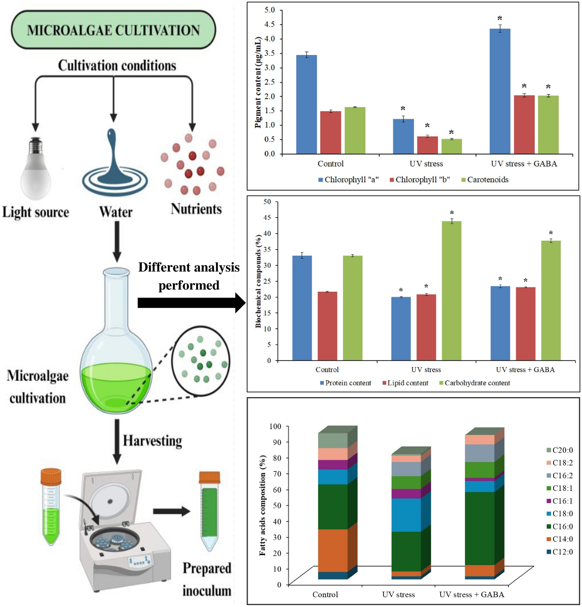 Investigating the Role of GABA (gamma-aminobutyric acid) in Mitigating UV-C Light Exposure on  Microalgae