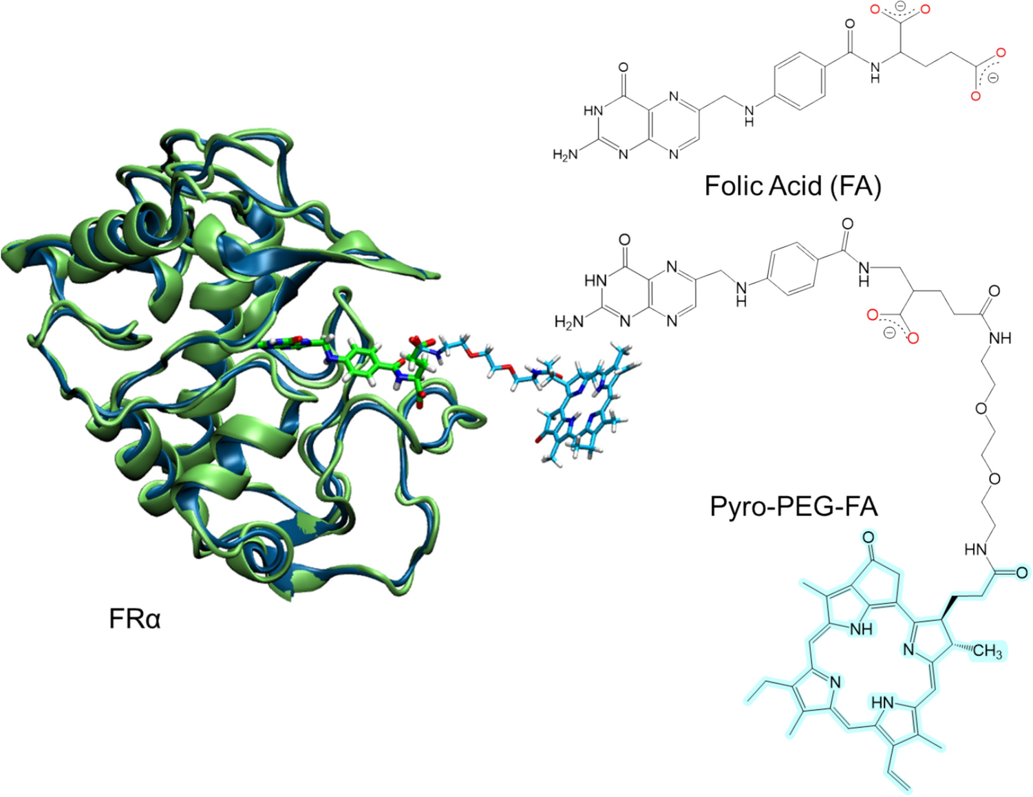 In silico study of active delivery of a photodynamic therapy drug targeting the folate receptor