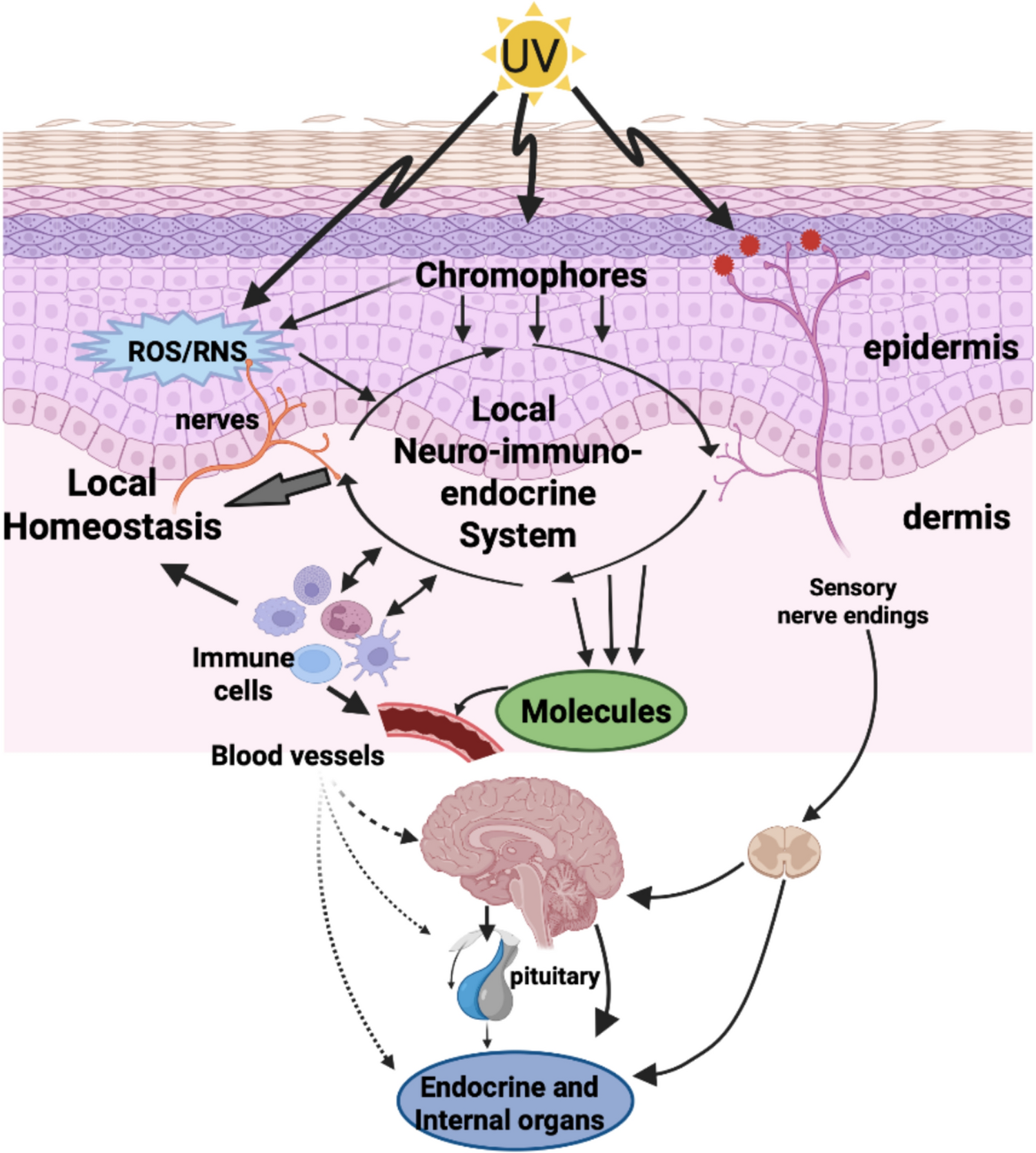 Beneficial health effects of ultraviolet radiation: expert review and conference report