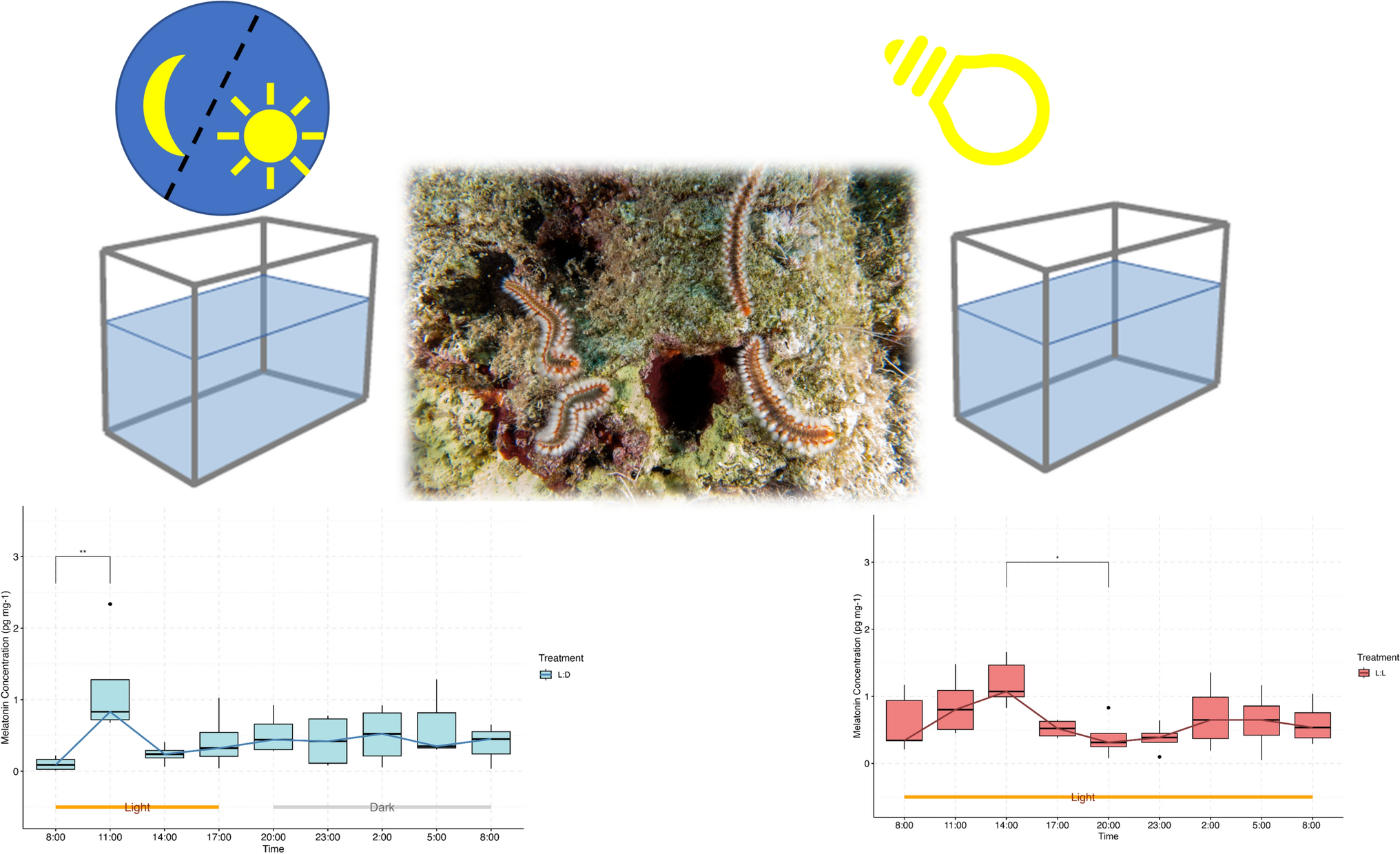 Disrupted darkness: the impact of anthropogenic light at night on melatonin secretion of Polychaeta, Annelida)