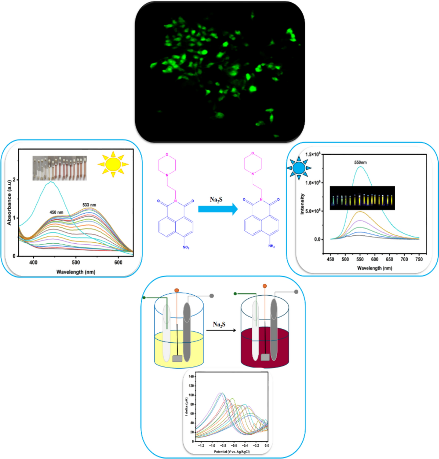A versatile electrochemical, colorimetric, and visible light excitable turn-on fluorescent probe for stress-induced HS detection