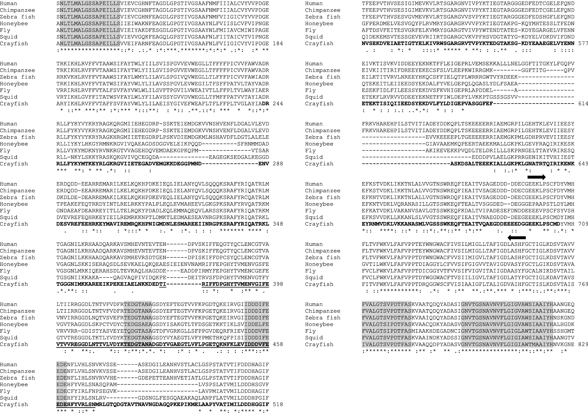 Cloning of a putative sodium/calcium exchanger gene in the crayfish