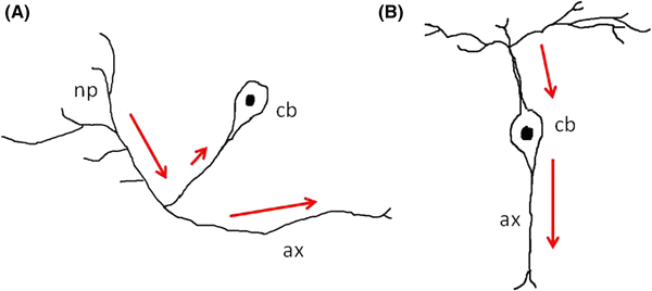 Synaptic plasticity in cephalopods; more than just learning and memory?