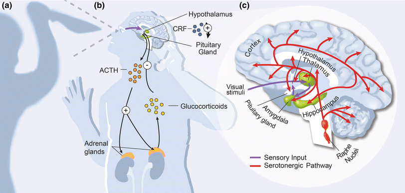 Serotonin circuits and anxiety: what can invertebrates teach us?