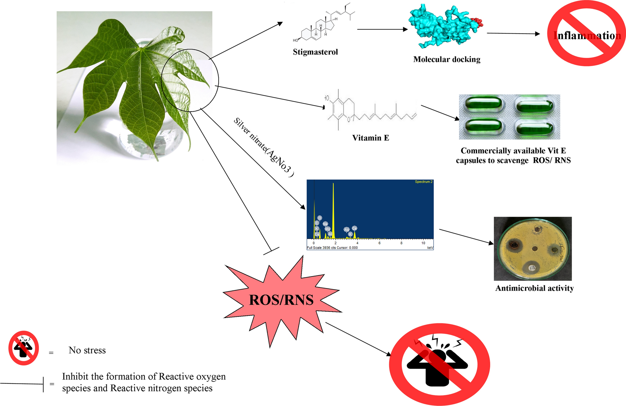 Characterization of   (Roxb.) R. Br. leaf extract and its silver nanoparticles reveal their antioxidative, anti-microbial, and anti-inflammatory properties