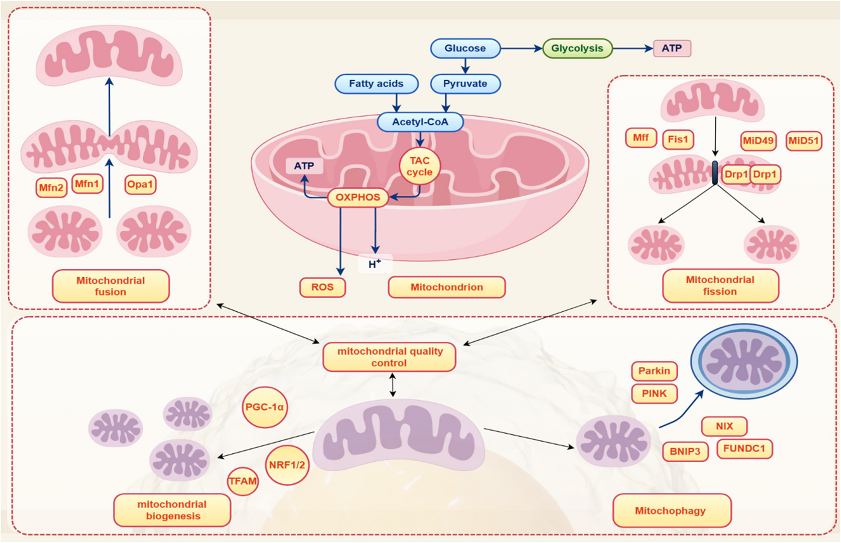 Mitochondrial medicine: “from bench to bedside” 3PM-guided concept