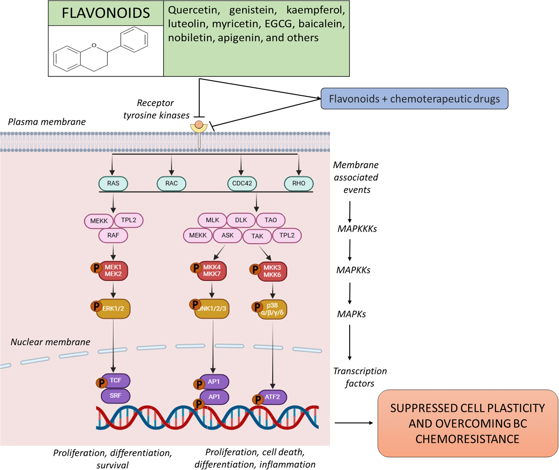 Targeting the MAPK signaling pathway: implications and prospects of flavonoids in 3P medicine as modulators of cancer cell plasticity and therapeutic resistance in breast cancer patients