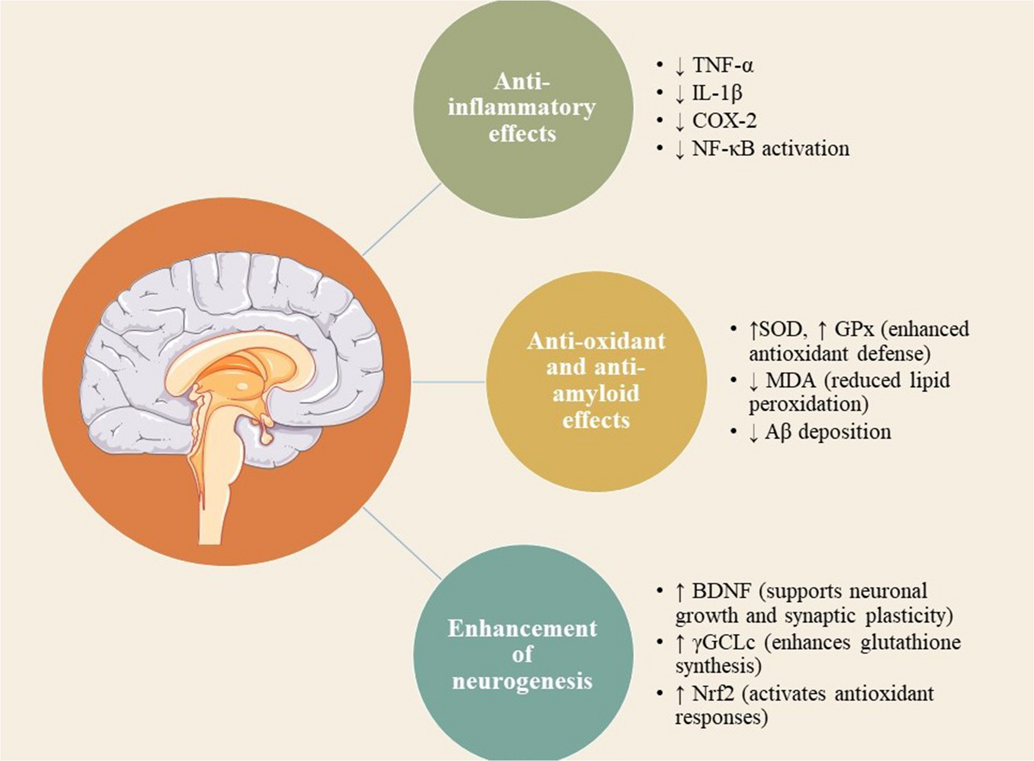 Microalgae and exercise: from molecular mechanisms and brain health to clinical perspectives in the context of 3P medicine