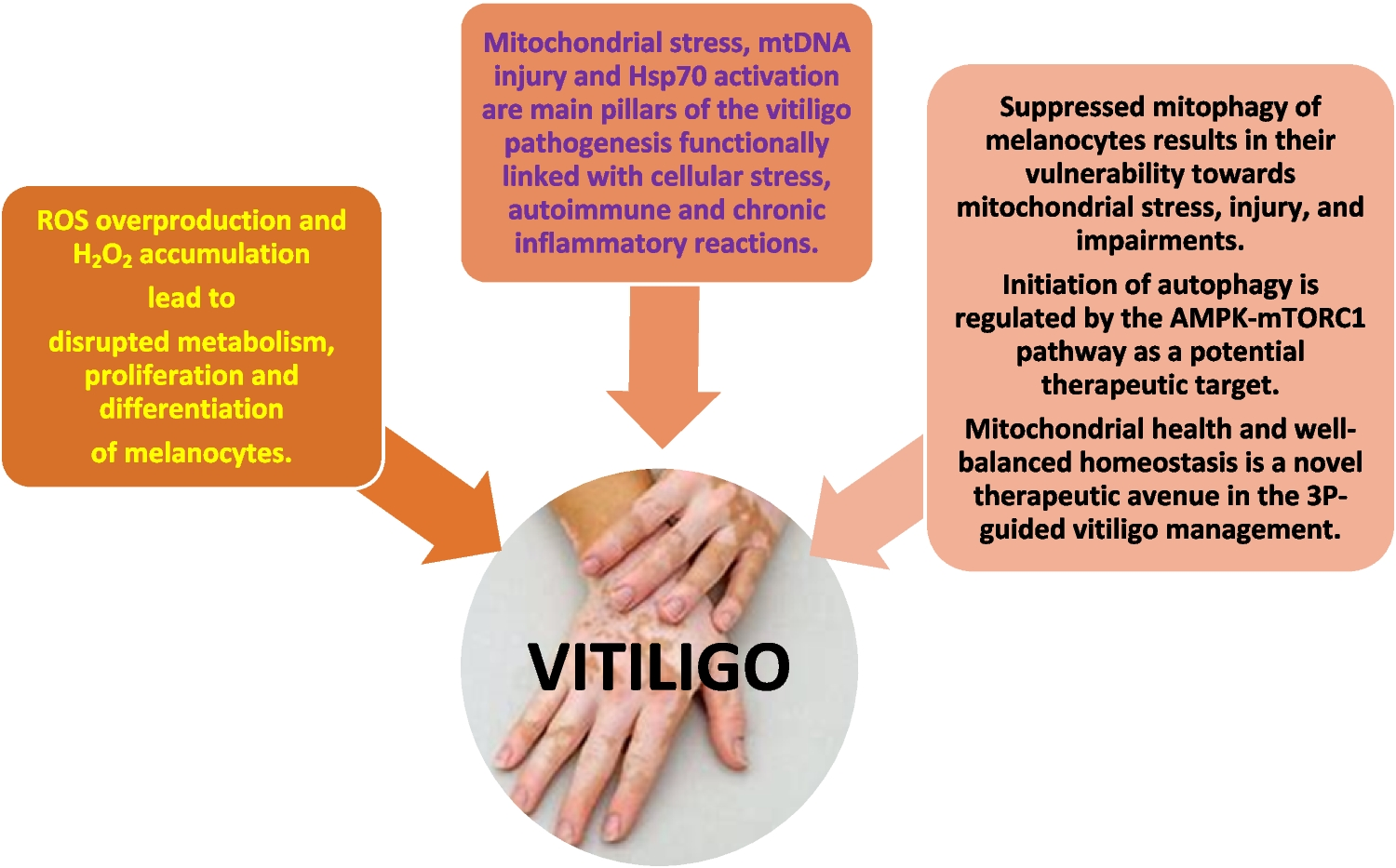 Mitochondria in cutaneous health, disease, ageing and rejuvenation—the 3PM-guided mitochondria-centric dermatology