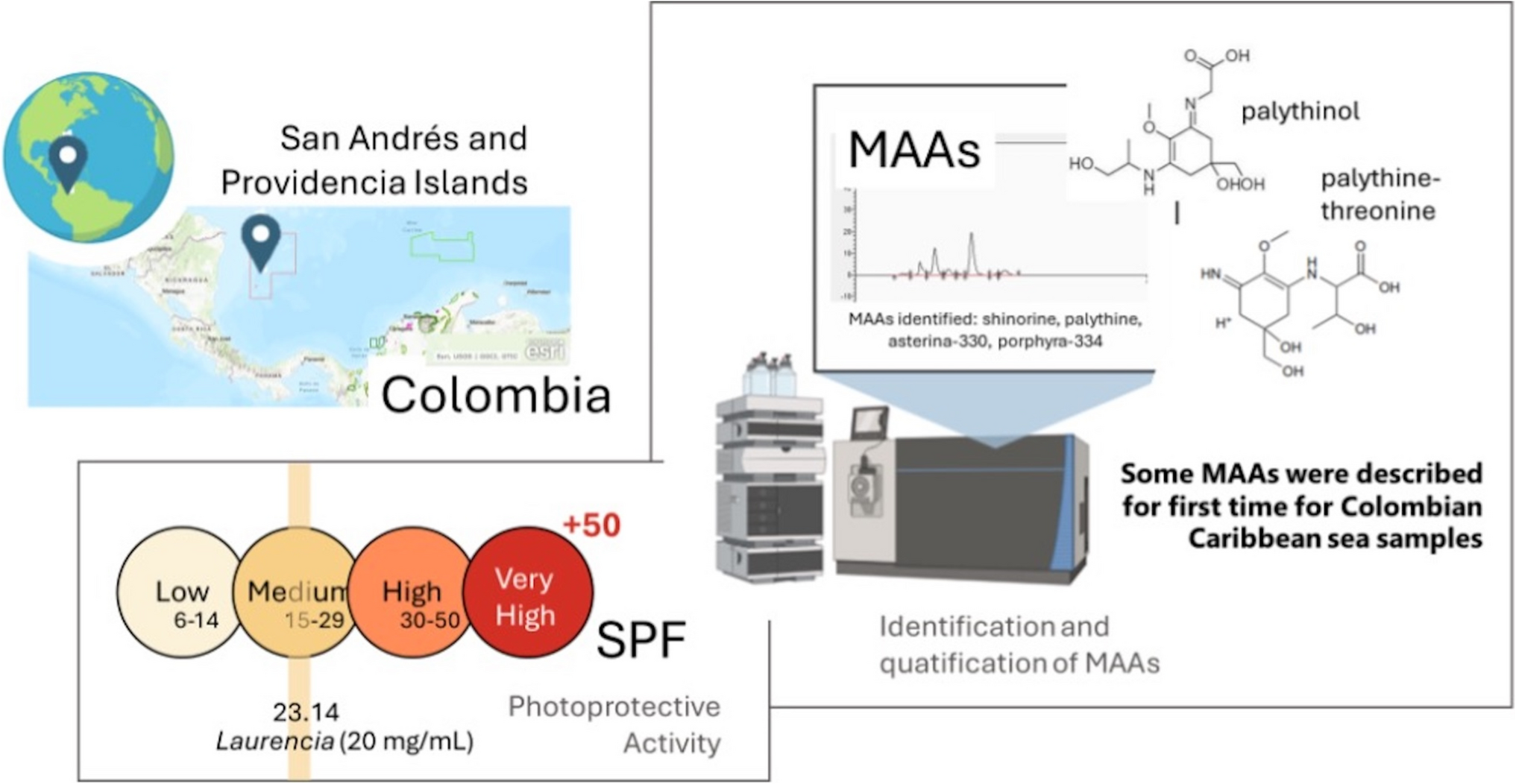 Photoprotective Potential of Mycosporine-Like Amino Acids in Red Algae (Rhodophyta) from San Andrés and Providencia Islands, Colombian Caribbean