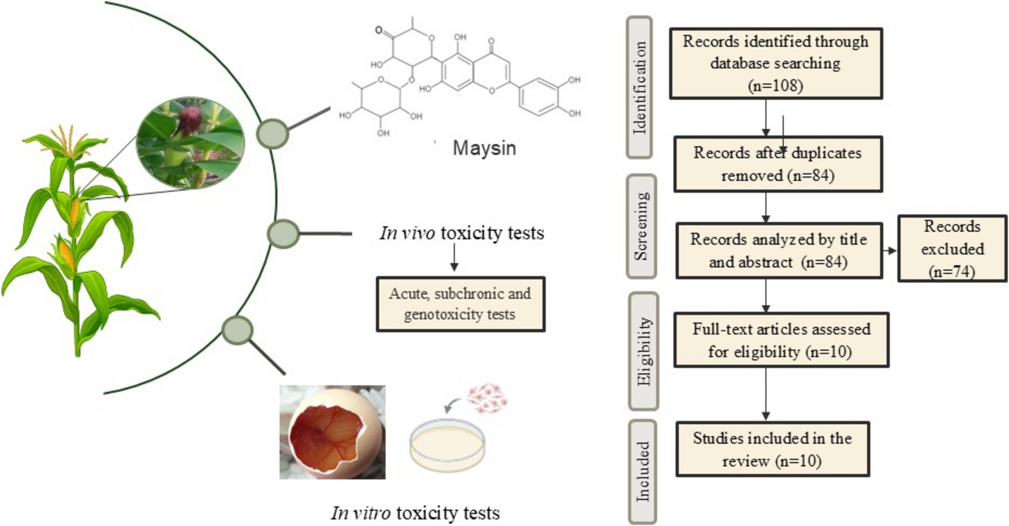 Toxicological Profile of Corn Silk (): A Scoping Review