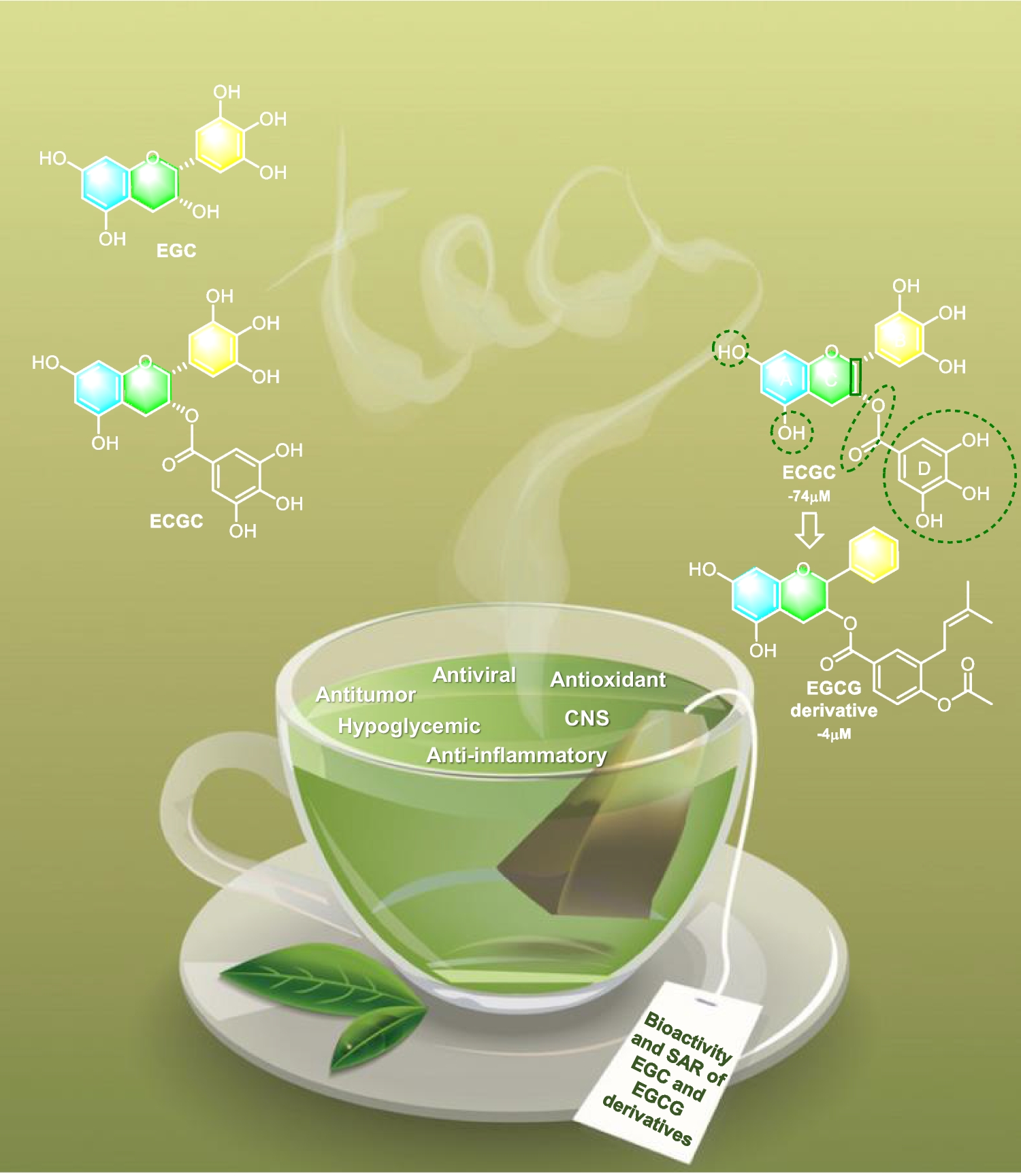 Bioactivity and Structure–Activity Relationship of Epigallocatechin and Epigallocatechin-3-Gallate Derivatives