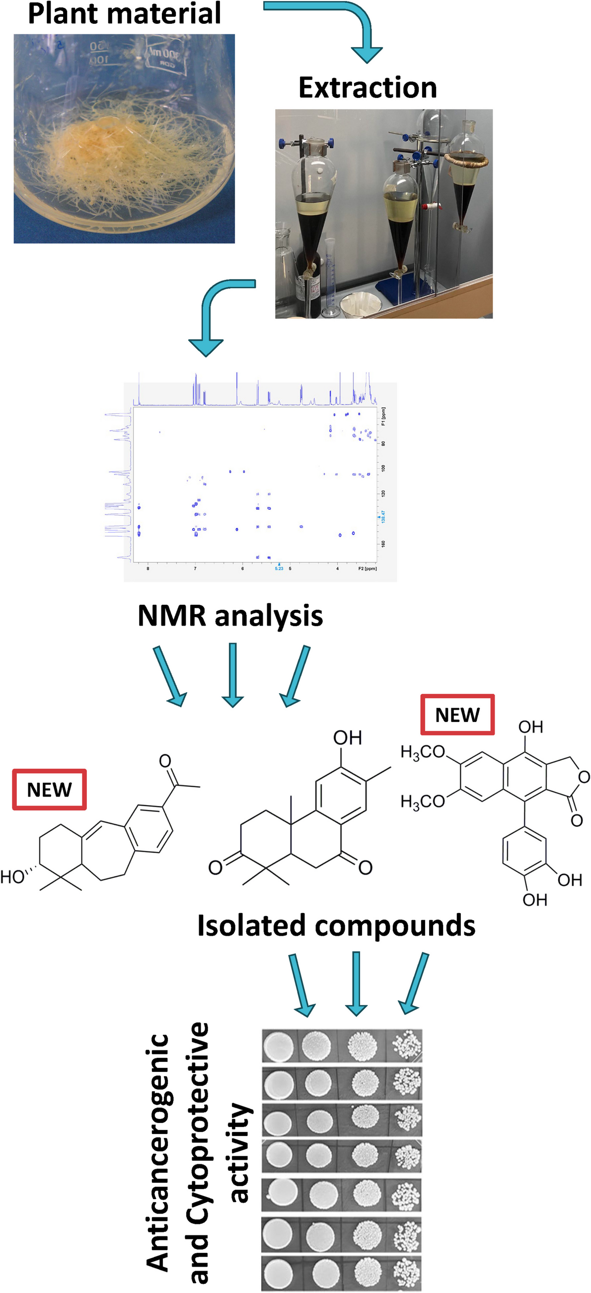 Discovery of Novel Compounds from  Hairy Roots with Anticarcinogenic and Cytoprotective Potential