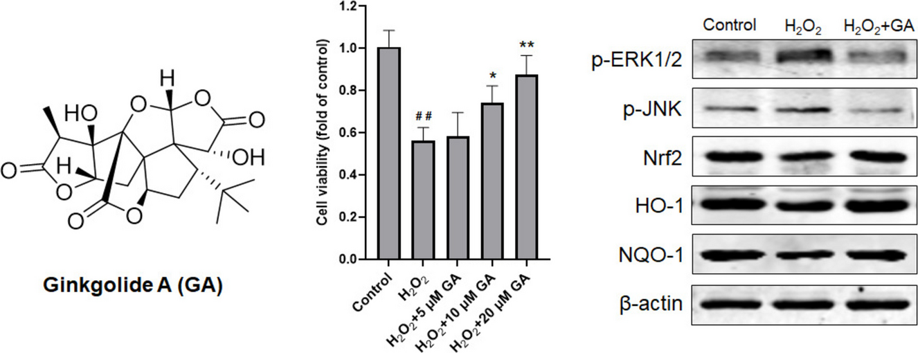 Protective Effects of Ginkgolide A Against Hydrogen Peroxide-Induced Oxidative Damage in Neuronal Cells and Its Mechanisms