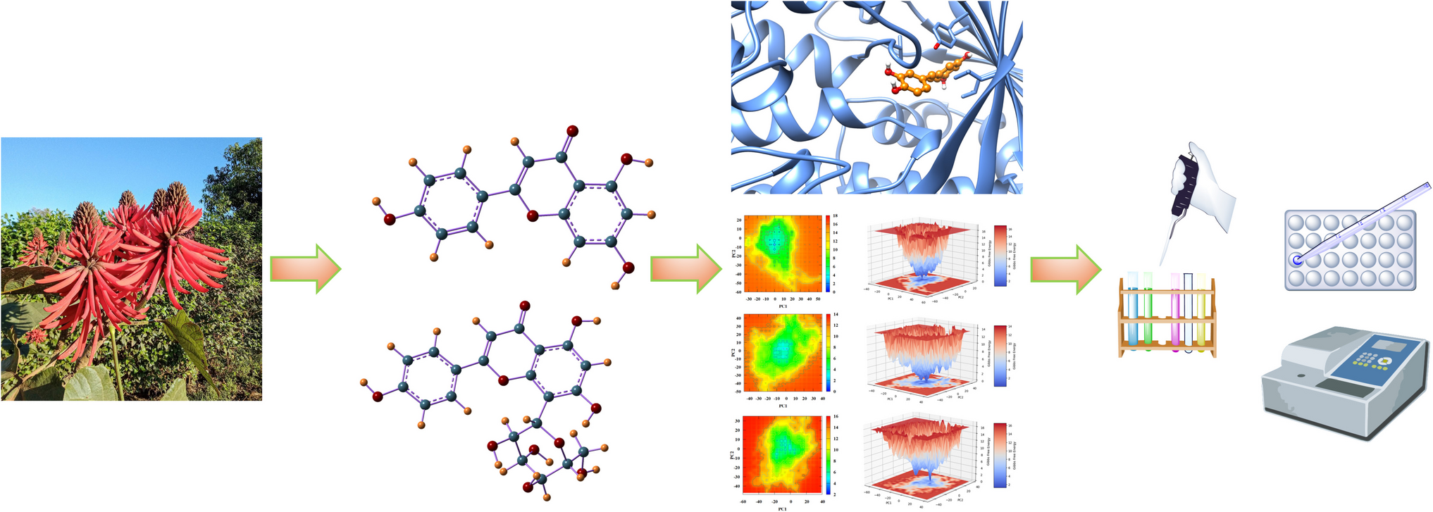 Unveiling the Molecular Mechanisms of Squalene Epoxidase Inhibition by Flavonoids from : Integrative Computational and Experimental Insights