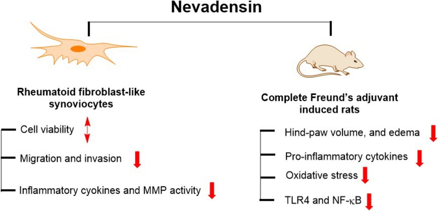 Inhibitory Effect of Nevadensin on Rheumatoid Fibroblast-Like Synoviocytes and Protective Effect in Complete Freund’s Adjuvant–Induced Rats for Benefit in Rheumatoid Arthritis