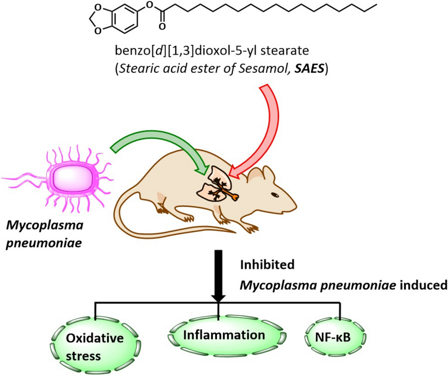 Derivatization of Sesamol with Stearic Acid Enhances Antibacterial Activity Against Mycoplasma pneumoniae–Induced Pneumonia in Mice