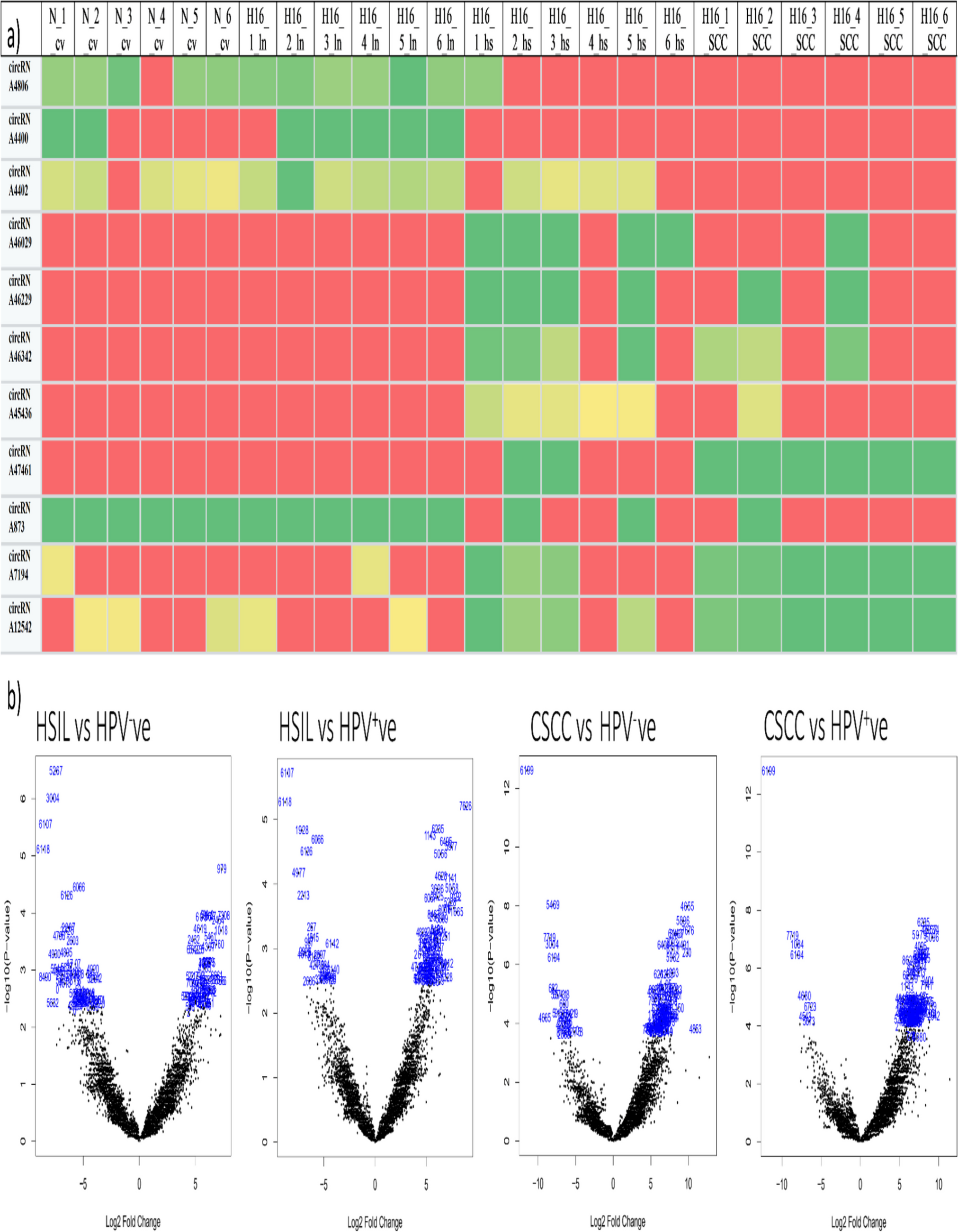 Exploring the role of circRNA-miRNA-mRNA interactions in cervical cancer progression: insights into HPV status and potential therapeutic approaches
