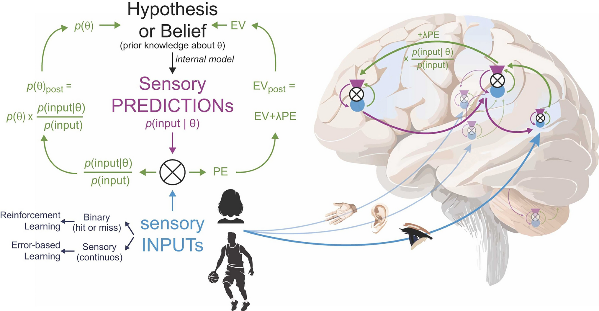 The myth of the Bayesian brain