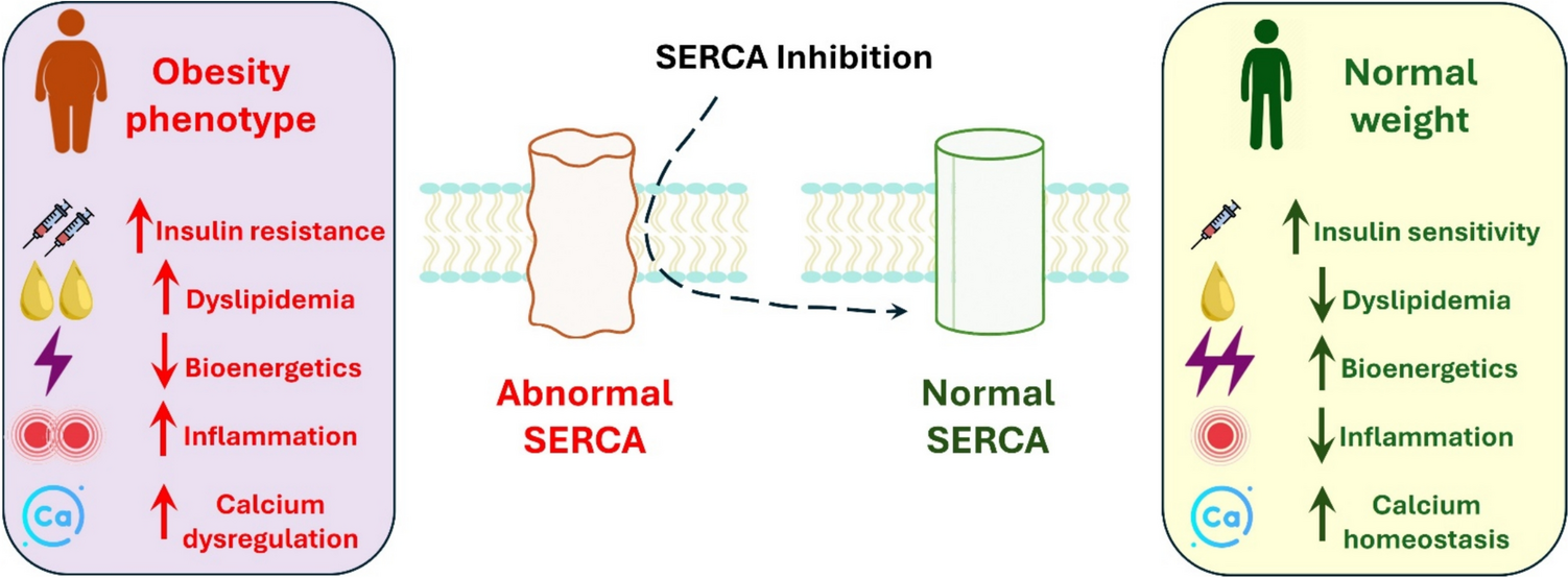 SERCA blockade as a treatment strategy for obesity