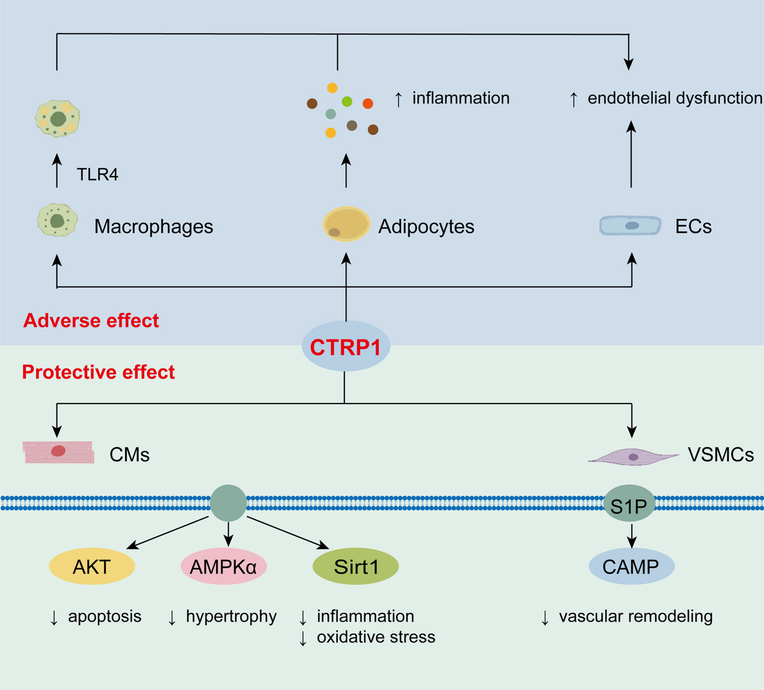 Unveiling the roles of CTRP family in cardiac remodeling