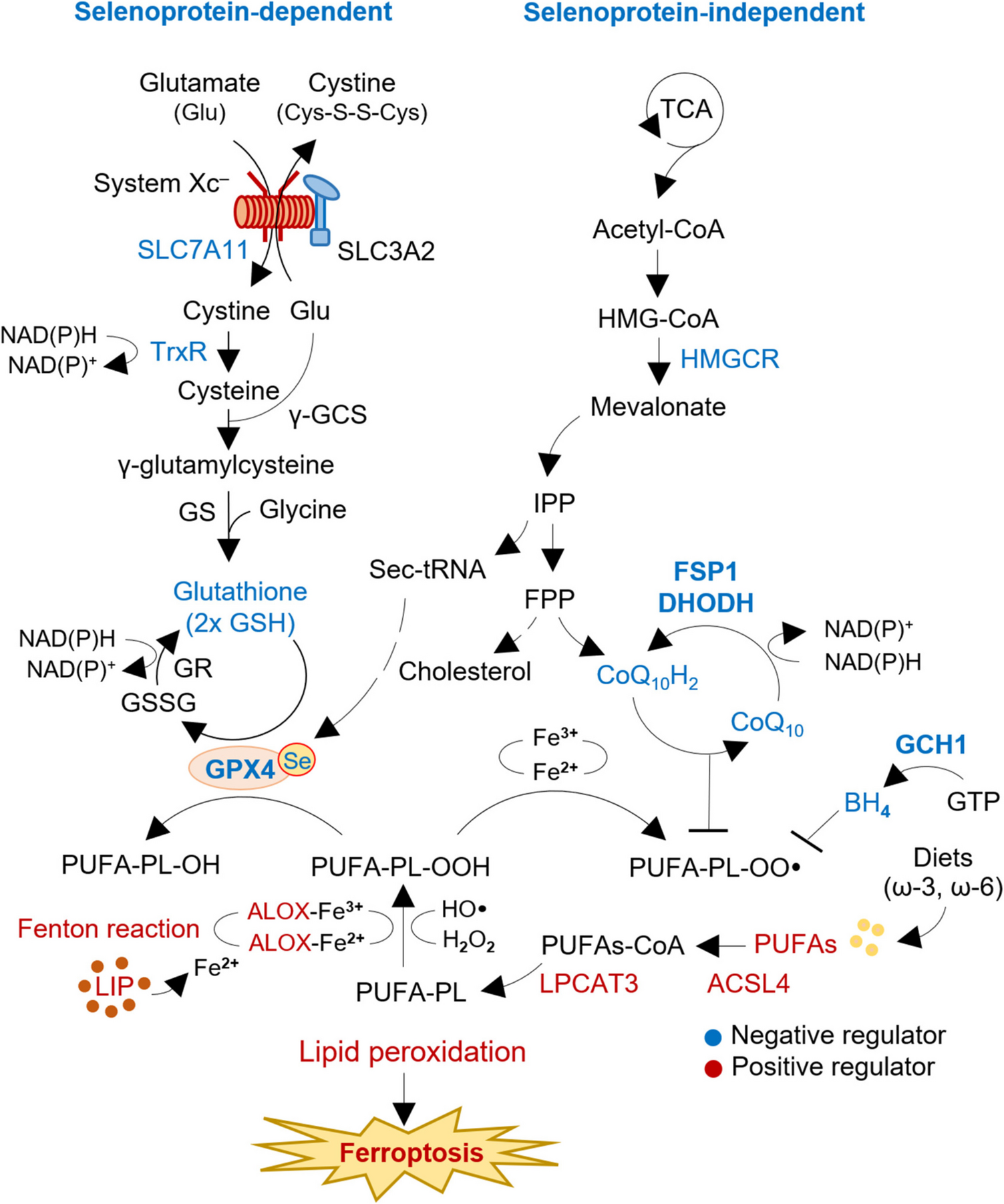 Selenium and selenoproteins: key regulators of ferroptosis and therapeutic targets in cancer