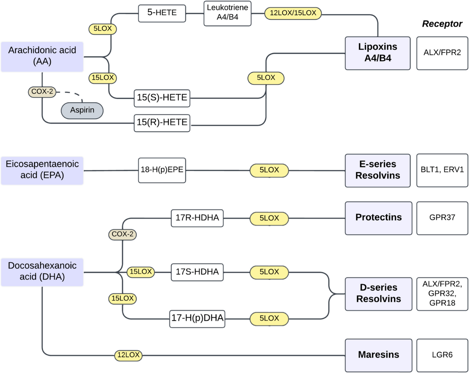 Specialized pro-resolving mediators: key regulators in placental function and pregnancy complications