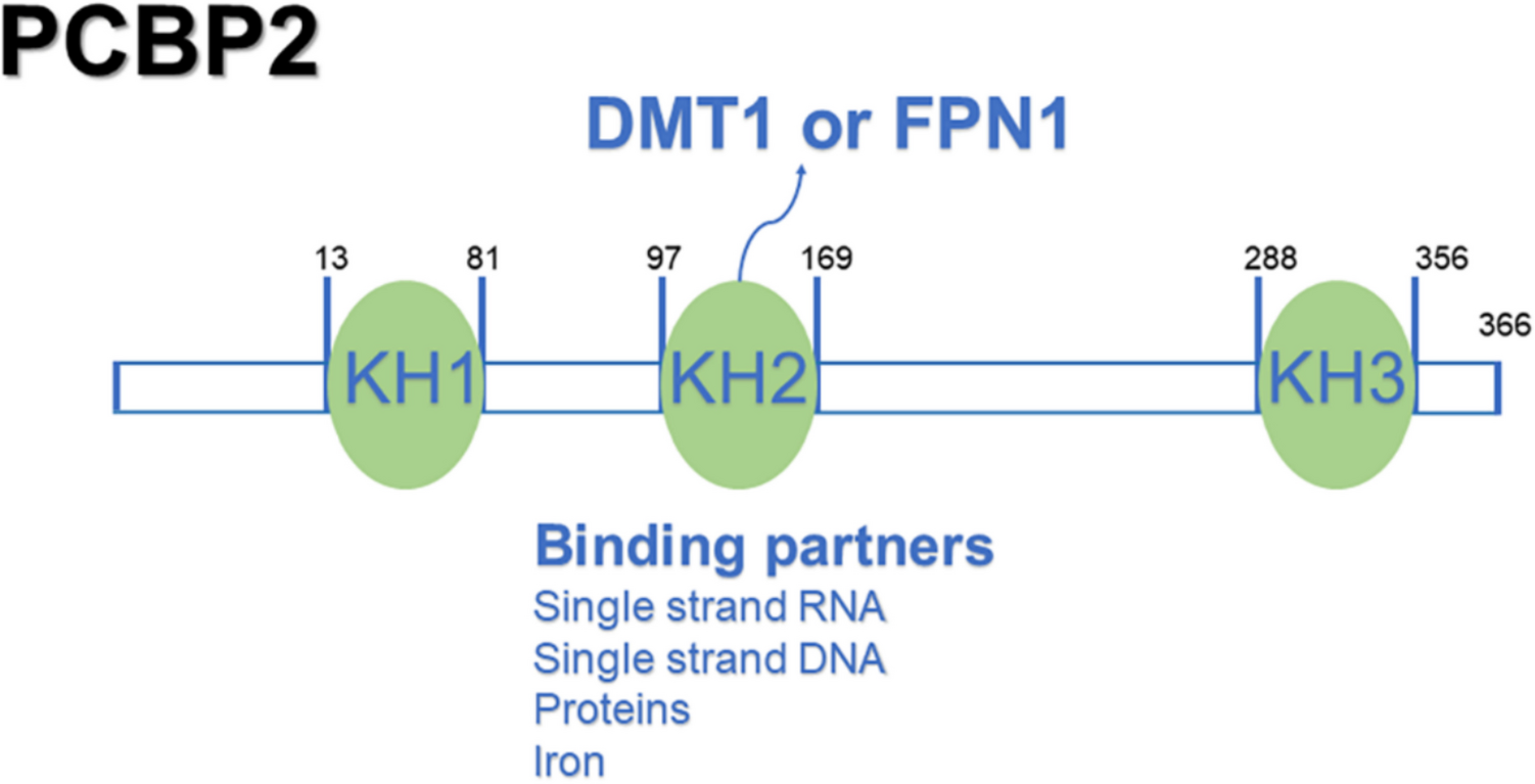 PCBP2 in gastrointestinal cancers: fundamental mechanism and clinical potential