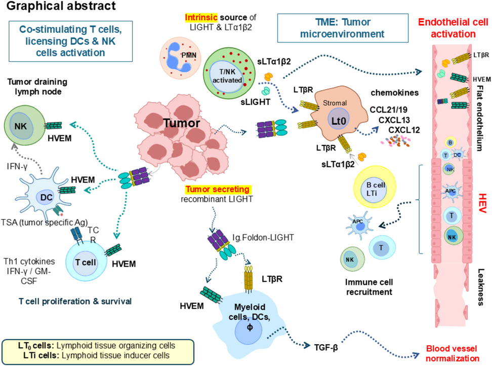 A bioactive soluble recombinant mouse LIGHT promotes effective tumor immune cell infiltration delaying tumor growth