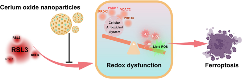 Cerium oxide nanoparticles as potent inhibitors of ferroptosis: role of antioxidant activity and protein regulation