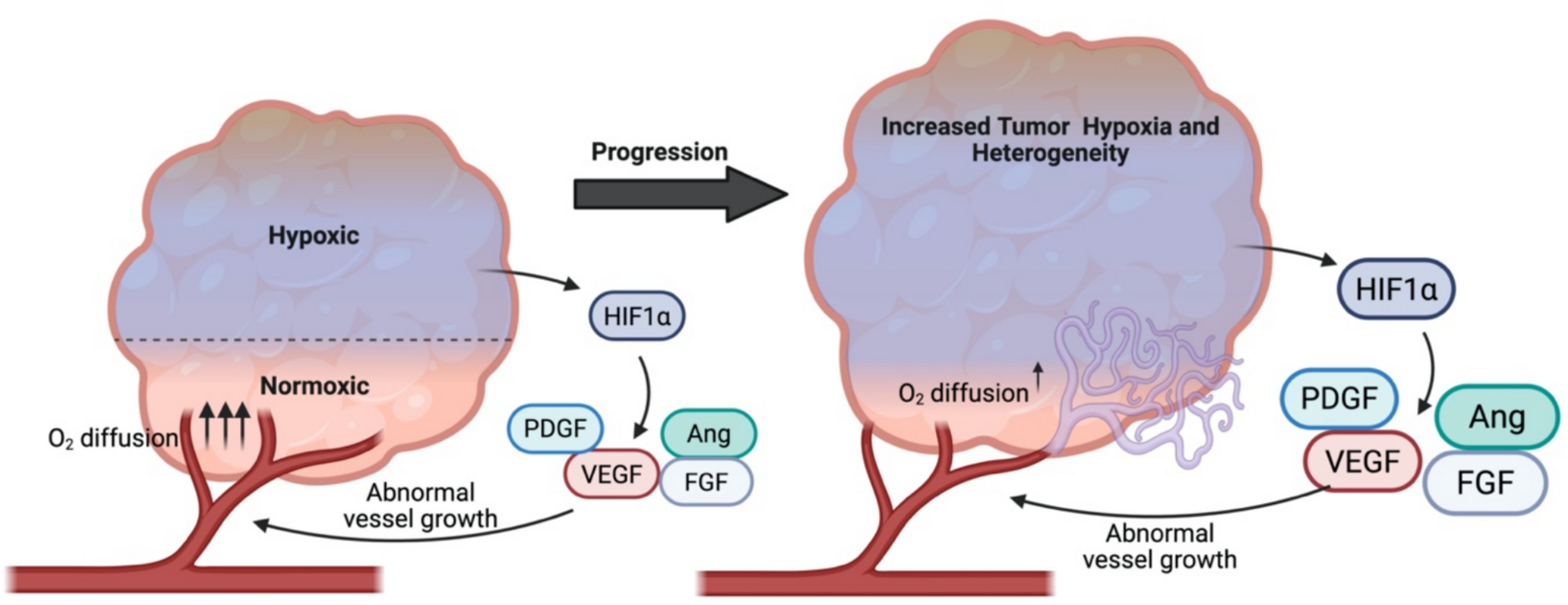 Tumor hypoxia shapes natural killer cell anticancer activities