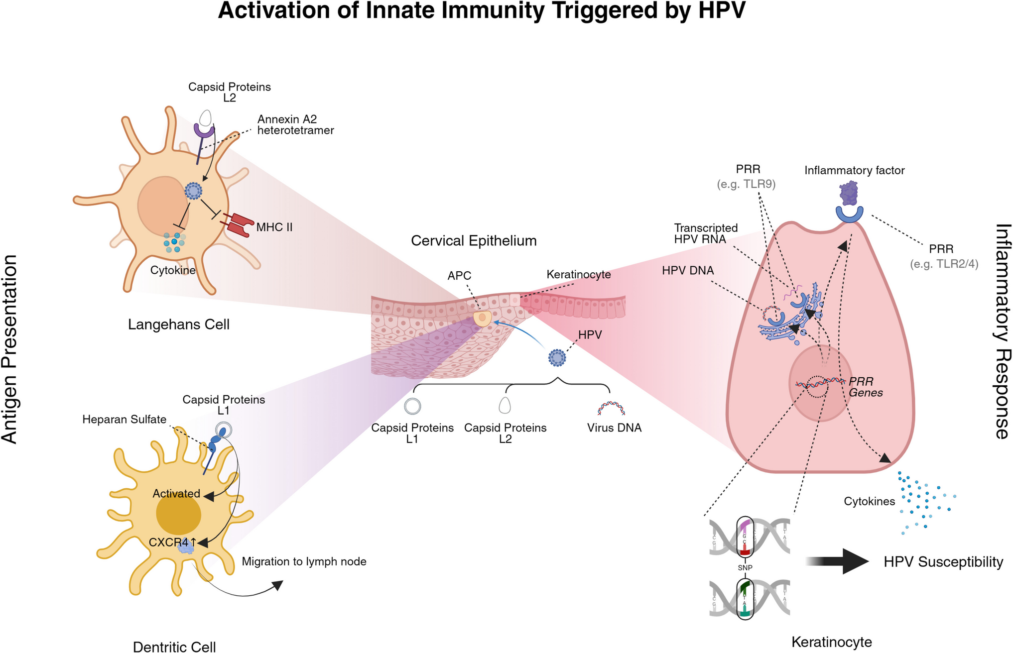 The role of innate immunity triggered by HPV infection in promoting cervical lesions