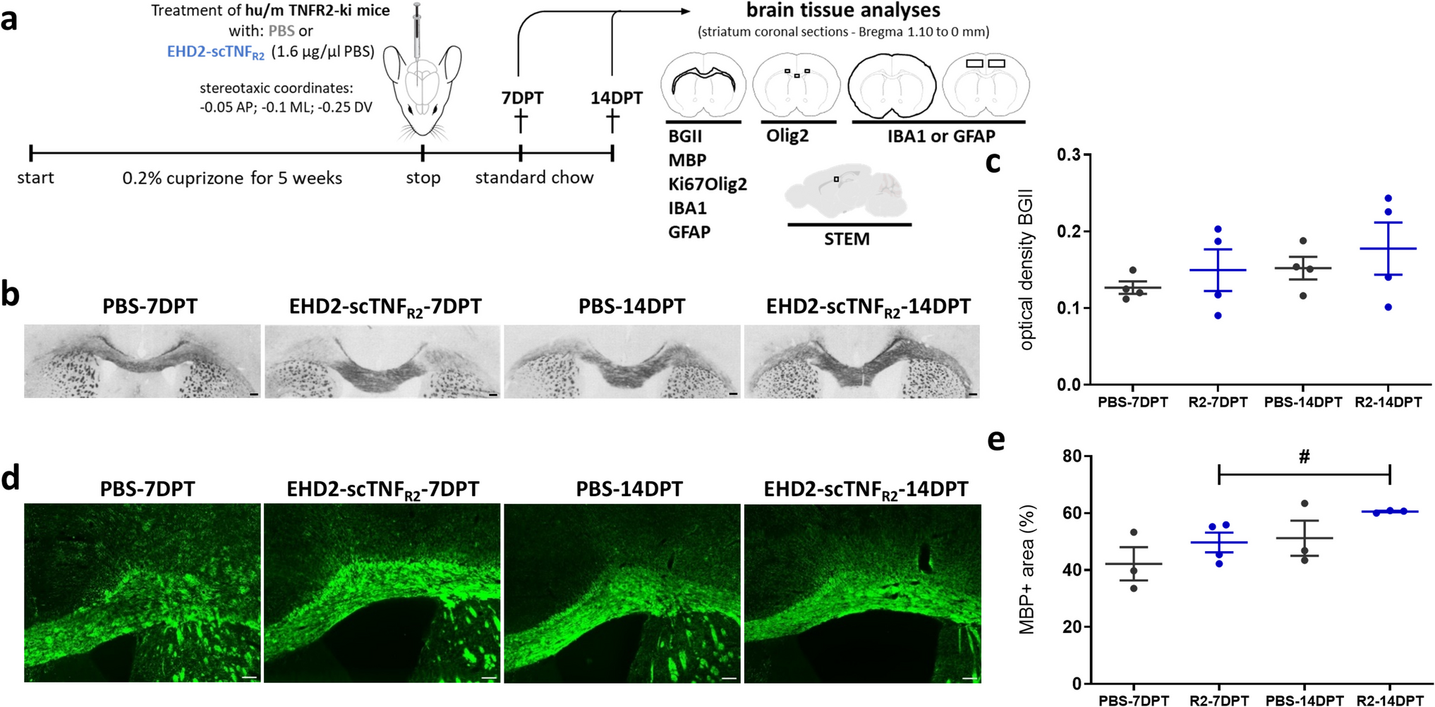 Single intracerebroventricular TNFR2 agonist injection impacts remyelination in the cuprizone model