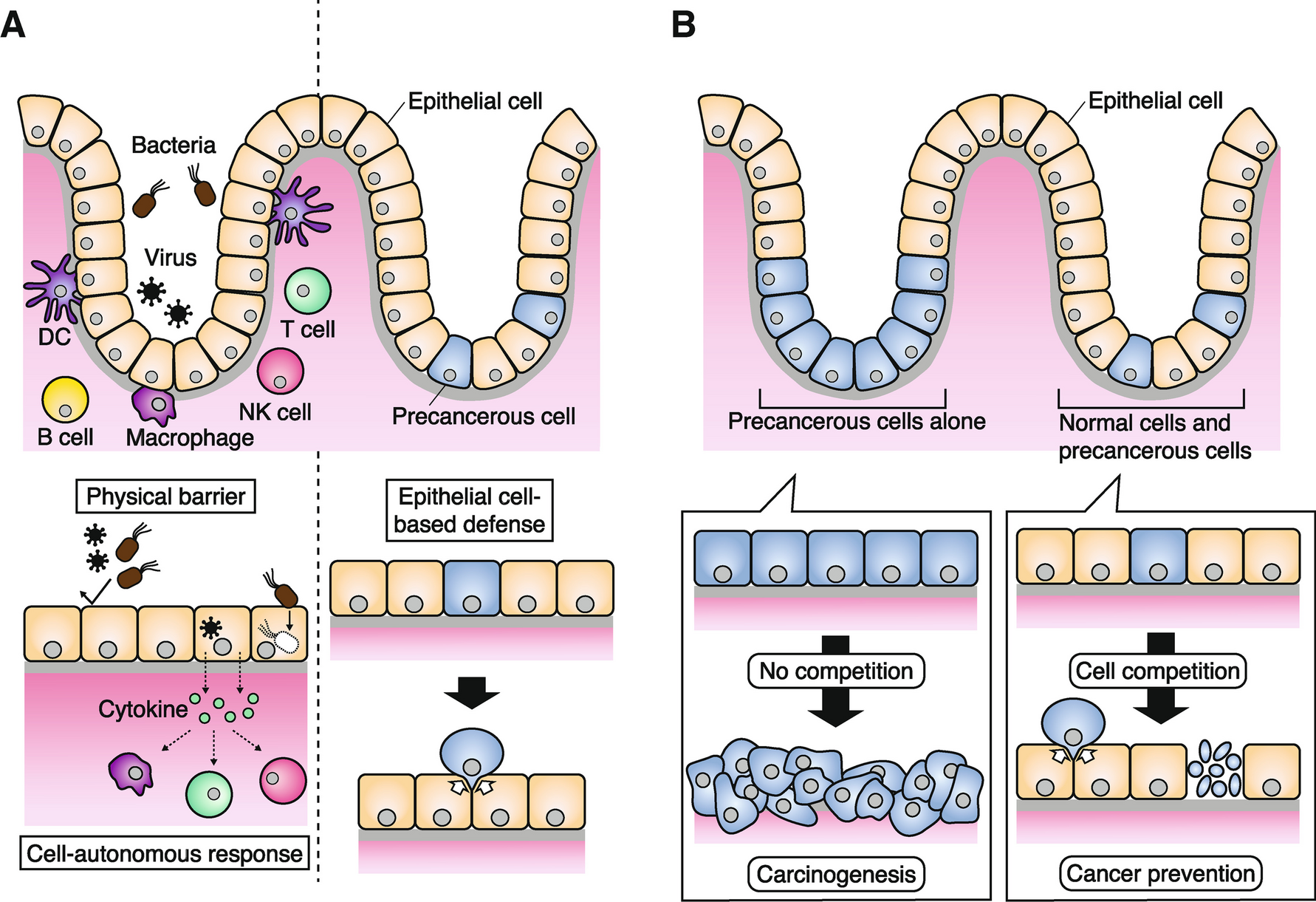 Publisher Correction: Epithelial recognition and elimination against aberrant cells