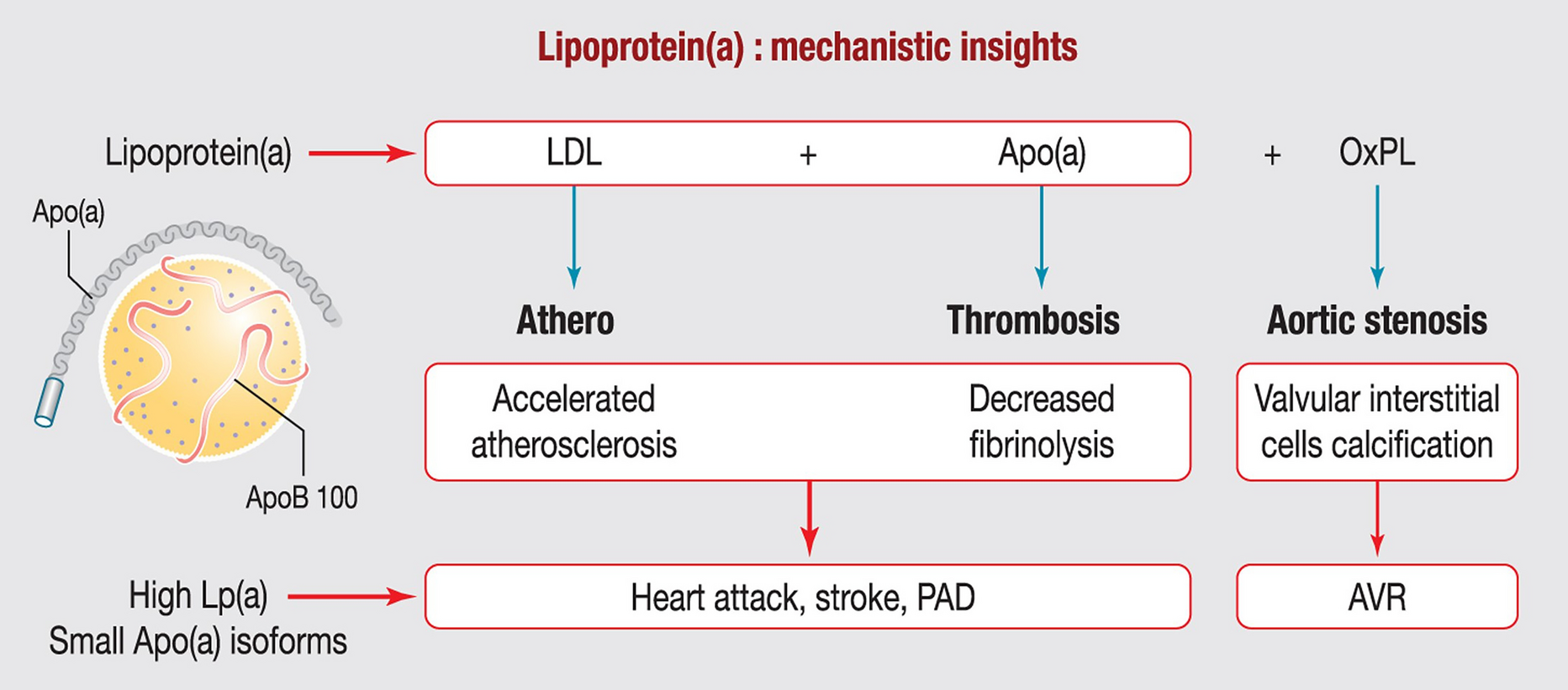 Patient Experience of Heart Disease with Elevated Lipoprotein(a): Views from a Patient, His Physician, and a Patient Association