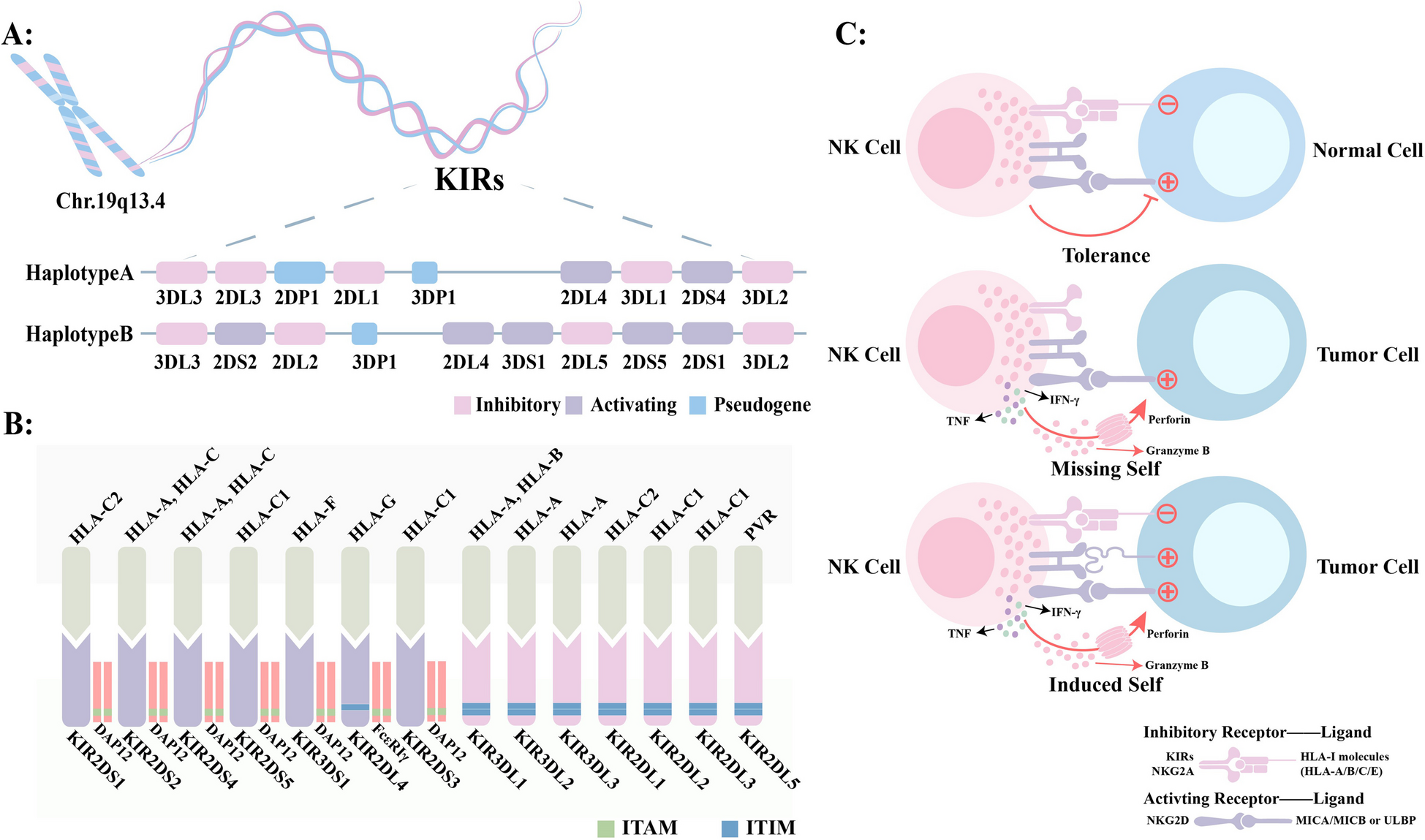 Prospects and limitations of NK cell adoptive therapy in clinical applications