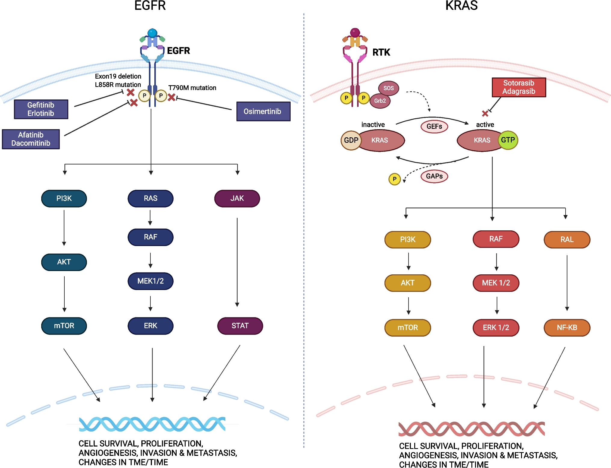 Shaping the battlefield:  and tumor mutations’ role on the immune microenvironment and immunotherapy responses in lung cancer