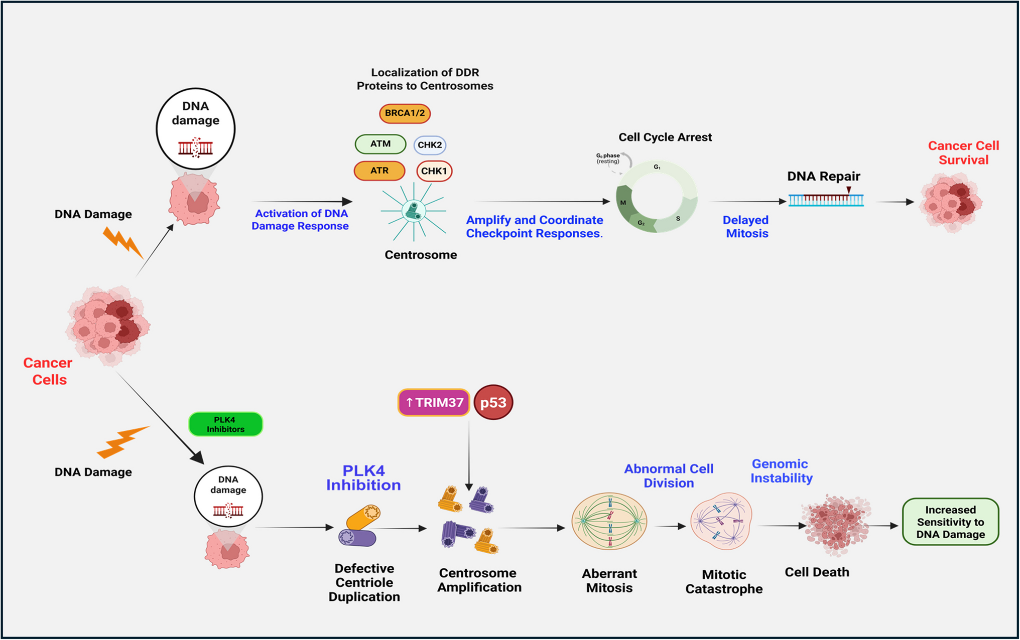 Role of PLK4 inhibition in cancer therapy