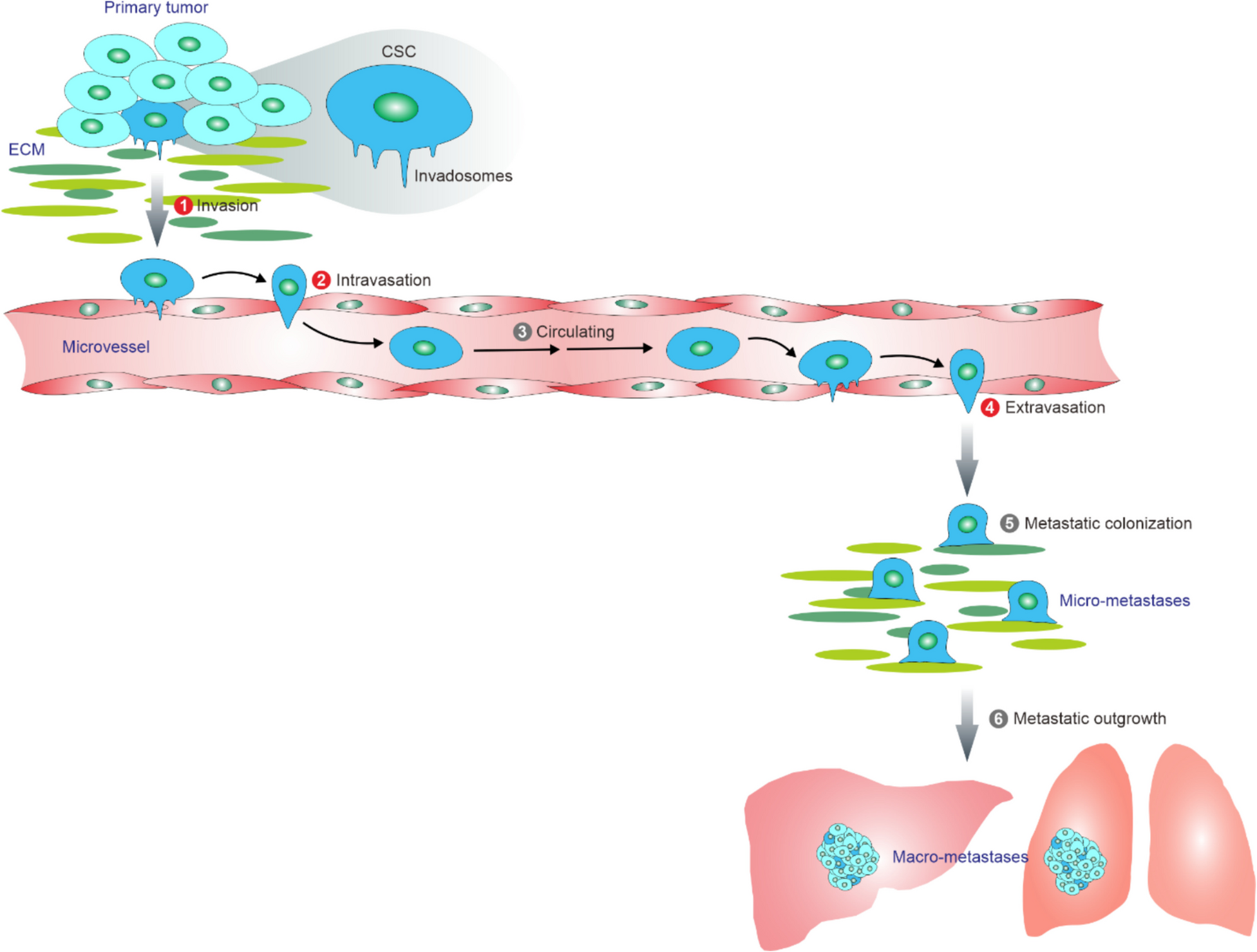 The invadosome of stem-like cancer cells: metastasis machinery and targetable vulnerability
