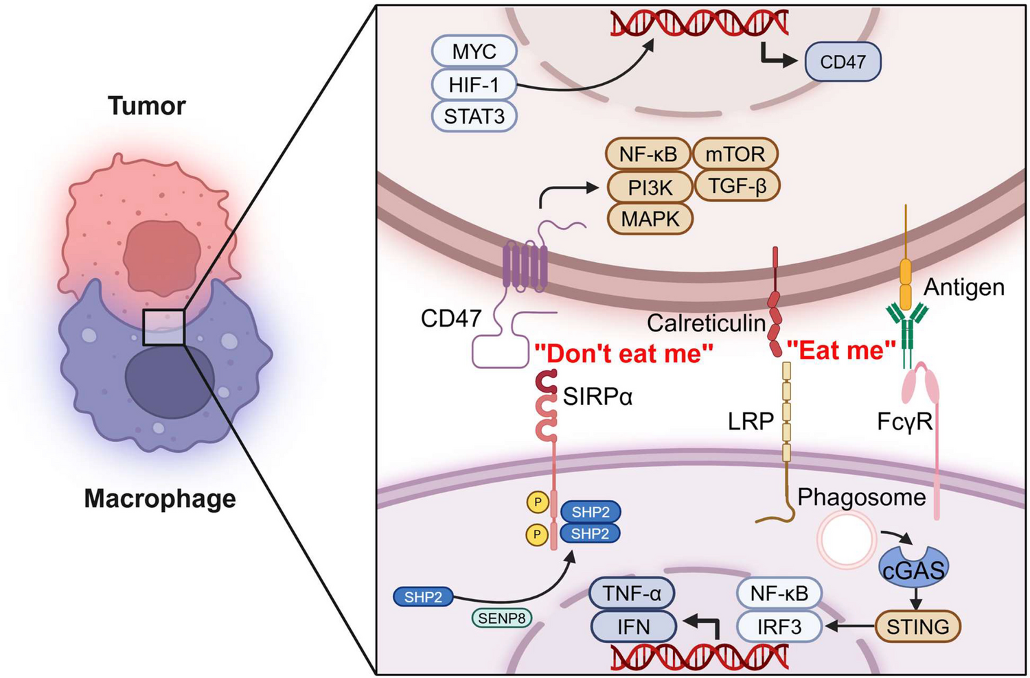 Novel immunotherapy for gastric cancer: targeting the CD47–SIRPα axis